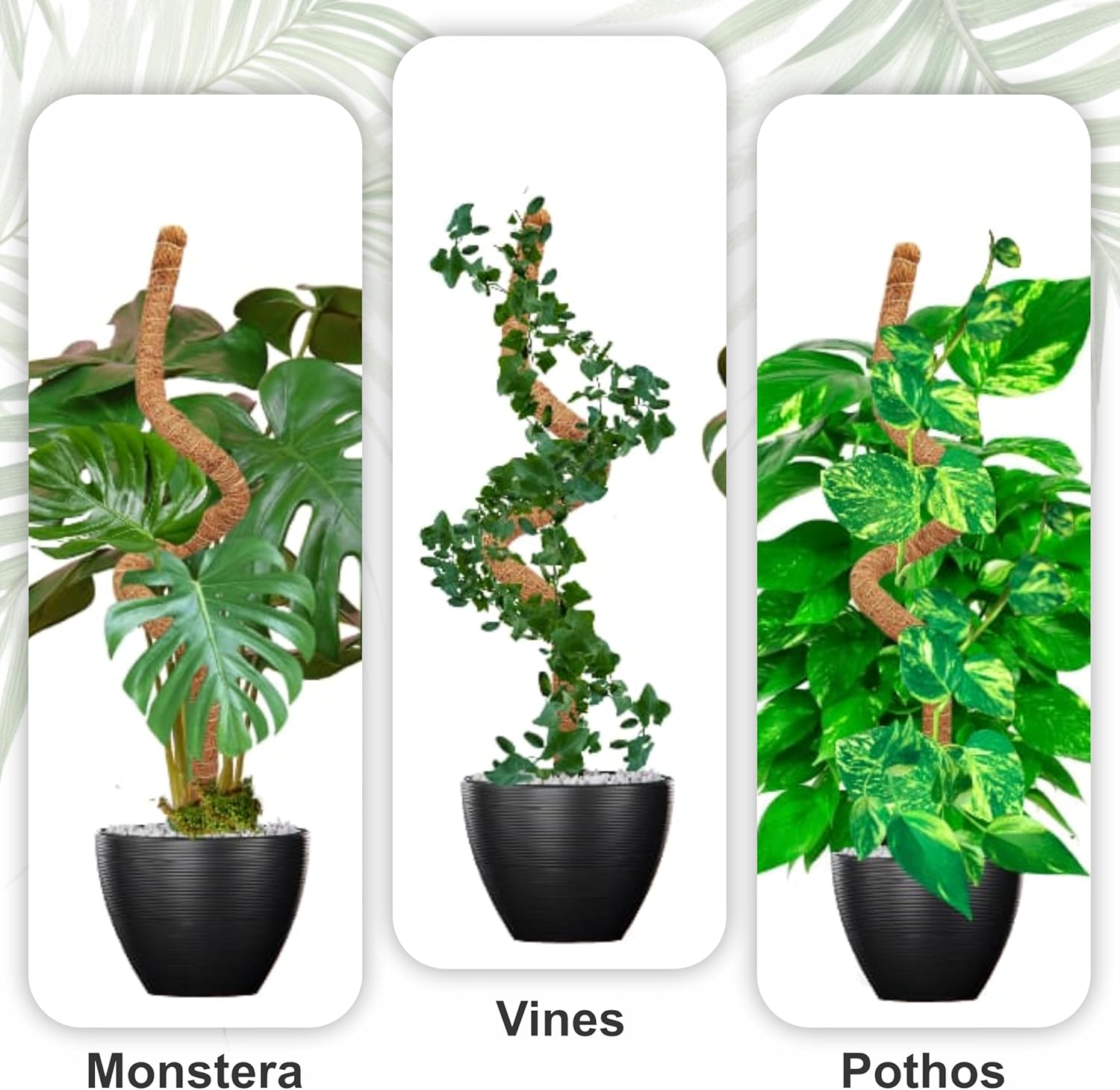 30 Inches Bendable 2 Pack Moss Pole Monstera Plant Support Stakes - Moss Poles for Climbing Plants, Plant Stakes for Indoor Plants - Coco Coir Pole Moss Stick for Monstera, Pothos.